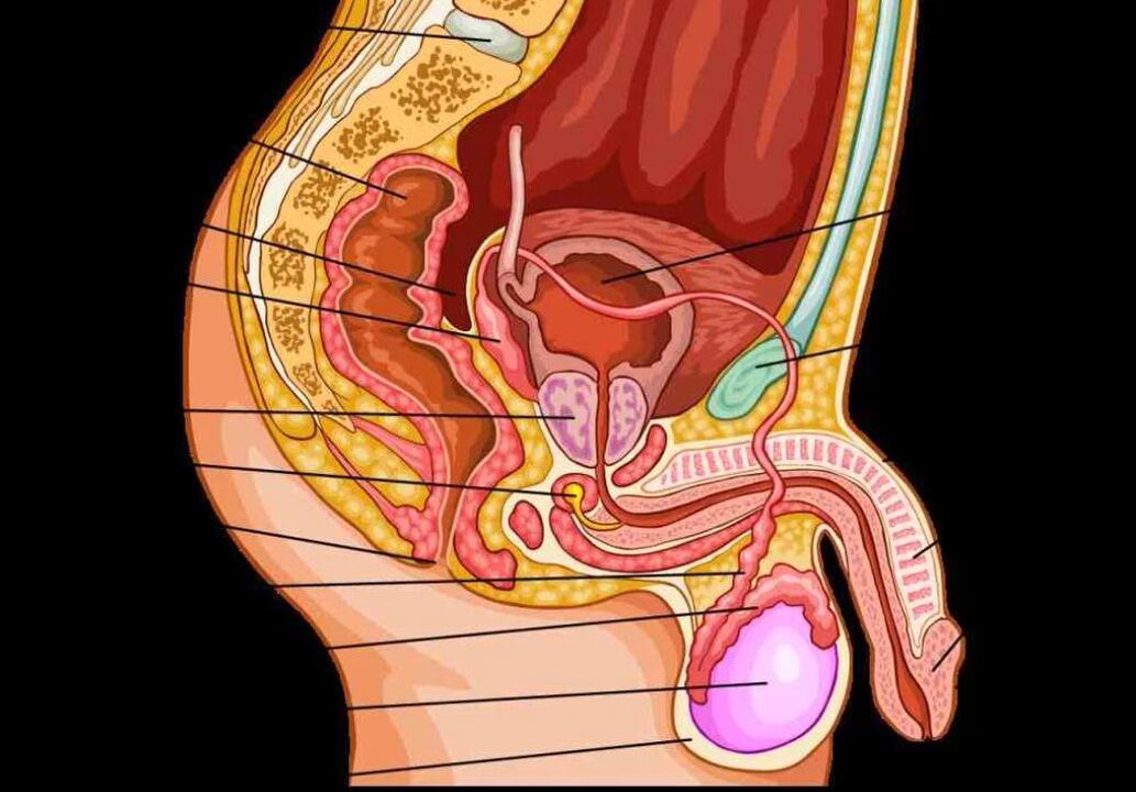 anatomia penisului masculin