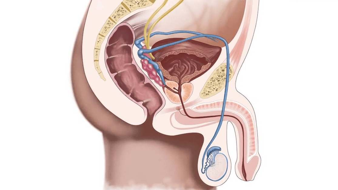 structura penisului